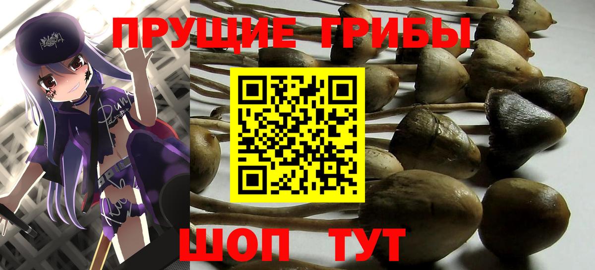 хочу   Александров  Галлюциногенные грибы Cubensis 